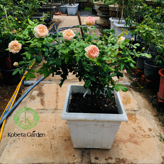 6 Sai Lần Lớn Khi Trồng Hoa Hồng Trong Chậu - Cách trồng hoa hồng